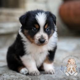 Cornbread - Black tri-color male Australian Shepherd puppy in Buena Vista, Colorado from Wigglebutts Unlimited