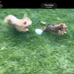 Fuzzy - Gold male Yorkshire Terrier puppy in Slate Hill, New York from Wendy's AKC Teacup and Micro Darlings Hudson Valley
