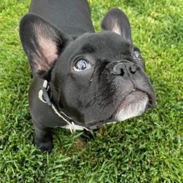 French Bulldogs from Huntsburg Frenchie Farm