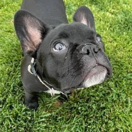 French Bulldogs from Huntsburg Frenchie Farm