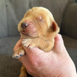 Red Collar - Dark golden male Golden Retriever puppy in Mountain Home, Idaho from Poppy's Garden Golden Retrievers