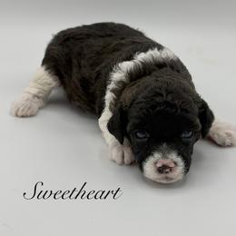 Sweetheart - Parti female Poodle puppy in Wheatland, California from Sapphire Ridge Poodles