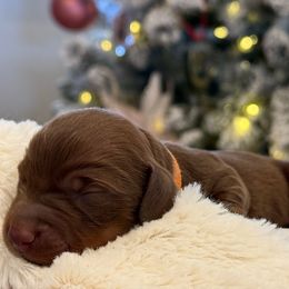 Christopher - Red male Dachshund puppy in Delta, Utah from Dix n’ Dot Dachshunds