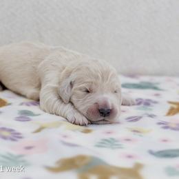 Cinderella - Light golden female Golden Retriever puppy in Lakewood, California from Cloud Nine Kennel