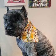 Bouvier des Flandres from Jerome Mick's Bouvier des Flandres