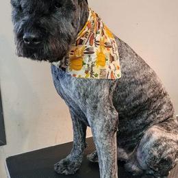Bouvier des Flandres from Jerome Mick's Bouvier des Flandres