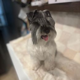 Pipo - Miniature Schnauzer