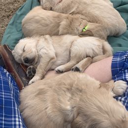 Golden Retriever Puppies from Daniel Ranch Golden Retrievers