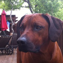 Rhodesian Ridgebacks from Bushveld Rhodesian Ridgebacks