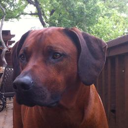 Rhodesian Ridgebacks from Bushveld Rhodesian Ridgebacks