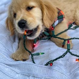 Golden Retriever Puppies from All shades Golden