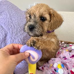 Chacha - Wheaten female Miniature Schnauzer puppy in Gilroy, California from Good Shepherd K9 Initiative
