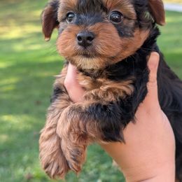 Dunkin - Black and tan male Yorkipoo puppy in Coshocton, Ohio from Forever Family Puppies