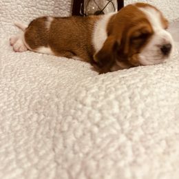 Boy 1 - Mahogany and white male Basset Hound puppy in Lagrange, Georgia from Tall Oak Bassets