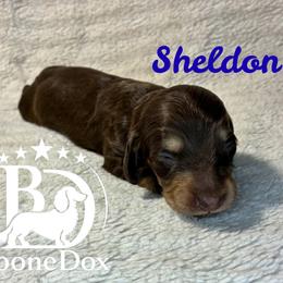 Sheldon - Chocolate and tan male Dachshund puppy in Noble, Oklahoma from Marissa's Dachshunds (BooneDox Mini Dachshunds)