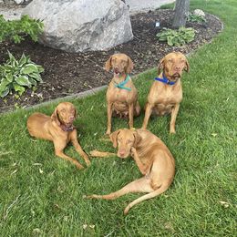 Vizslas from Nicole Lanie's Viszla