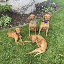 Vizslas from Nicole Lanie's Viszla