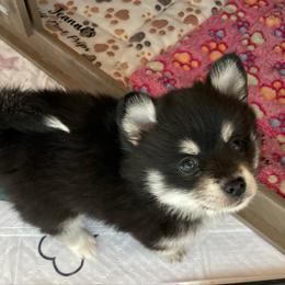 Cash - Black and white male Pomsky puppy in Cottrellville, Michigan from Jeanne’s Half Pint Pups
