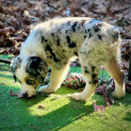 Miniature American Shepherd, Miniature Australian Shepherd, and Toy Australian Shepherd Puppies from Dusty Spring Australian Shepherds