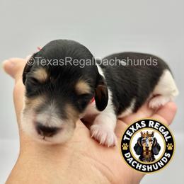 Joey 2500 - Piebald male Dachshund puppy in Houston, Texas from Texas Regal Dachshunds LLC