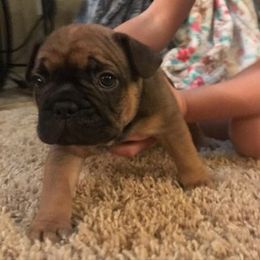 French Bulldog Puppies from PNW French Bulldogs