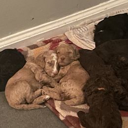 Poodle Puppies from The Stone’s Poodles