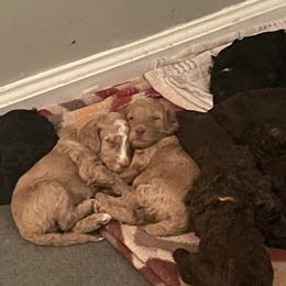 Poodle Puppies from The Stone’s Poodles