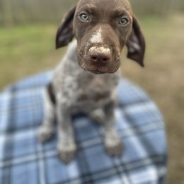 German Shorthaired Pointer and Jack Russell Terrier Puppies from Ivy Creek Kennels