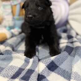 Dark Green - Black male German Shepherd puppy in Columbus, Georgia from Blue Phoenix Shepherds
