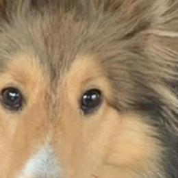 Shetland Sheepdogs and Toy Shetland Sheepdogs from 2kg Shelties