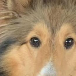 Shetland Sheepdogs and Toy Shetland Sheepdogs from 2kg Shelties