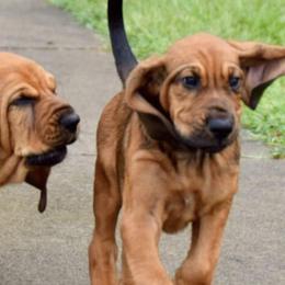 Bloodhounds from Houndsarunning Bloodhounds