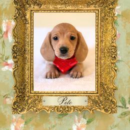 Dachshund Puppies from Vibrant Eyes Doxies