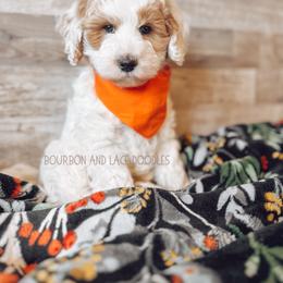 Goldendoodle Puppies from Bourbon and Lace Doodles