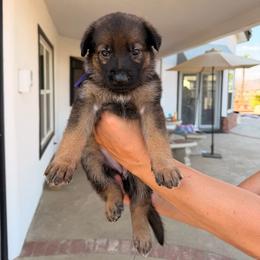 Amethyst - Black and tan female German Shepherd puppy in Anaheim, California from Hanan Hanna
