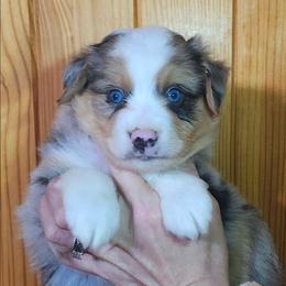 Boy 2, Izzy - Blue merle male Miniature Australian Shepherd puppy in Hampton, Tennessee from TC Farms Stock Dogs - Miniature Australian Shepherds