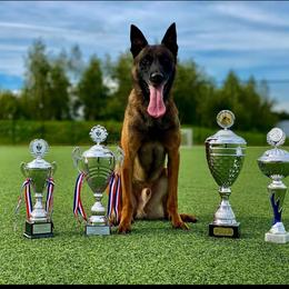 G4 - Red sable female Belgian Malinois puppy in Chico, Texas from North Texas Working Malinois