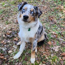 Farley - Australian Shepherd