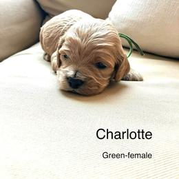 Charlotte - Buff and white female Cockapoo puppy in Spring Valley, Wisconsin from Filipiak Breeders