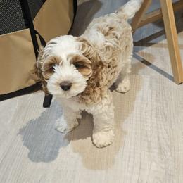 Cockapoo Puppies from Lulu's Cockapoos
