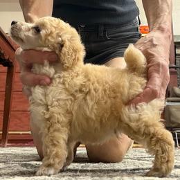 Cash - Apricot male Poodle puppy in Birmingham, Alabama from Stormborn