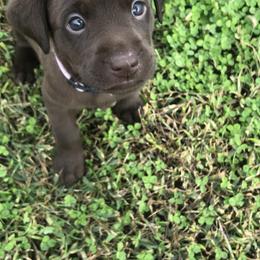 Dilute Retriever and Labrador Retriever Puppies from CKB Labradors