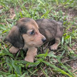 Athena - Dapple female Dachshund puppy in Winter Haven, Florida from Katrina's Punk Rock Dachshunds