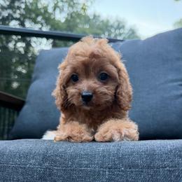 Oscar - Red male Cavapoo puppy in Midland, North Carolina from Rocky River Cavapoos