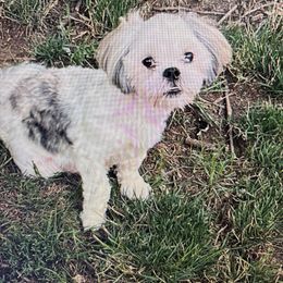 Ellie May - Lhasa Apso