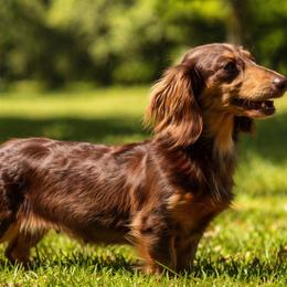 Penelope - Dachshund
