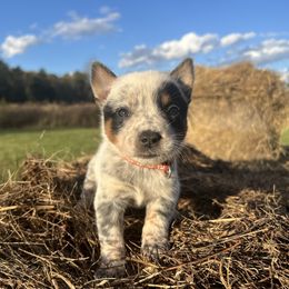 Female 3 - Blue female Australian Cattle Dog puppy in Irvington, Kentucky from Dry Valley’s Australian Cattle Dogs