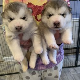 Alaskan Malamute Puppies from Sigma Alaskan Malamutes