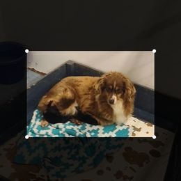 Rose - Miniature Australian Shepherd