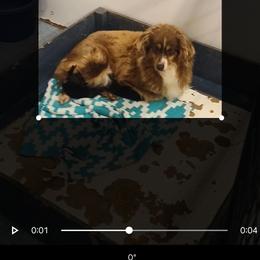 Rose - Miniature Australian Shepherd